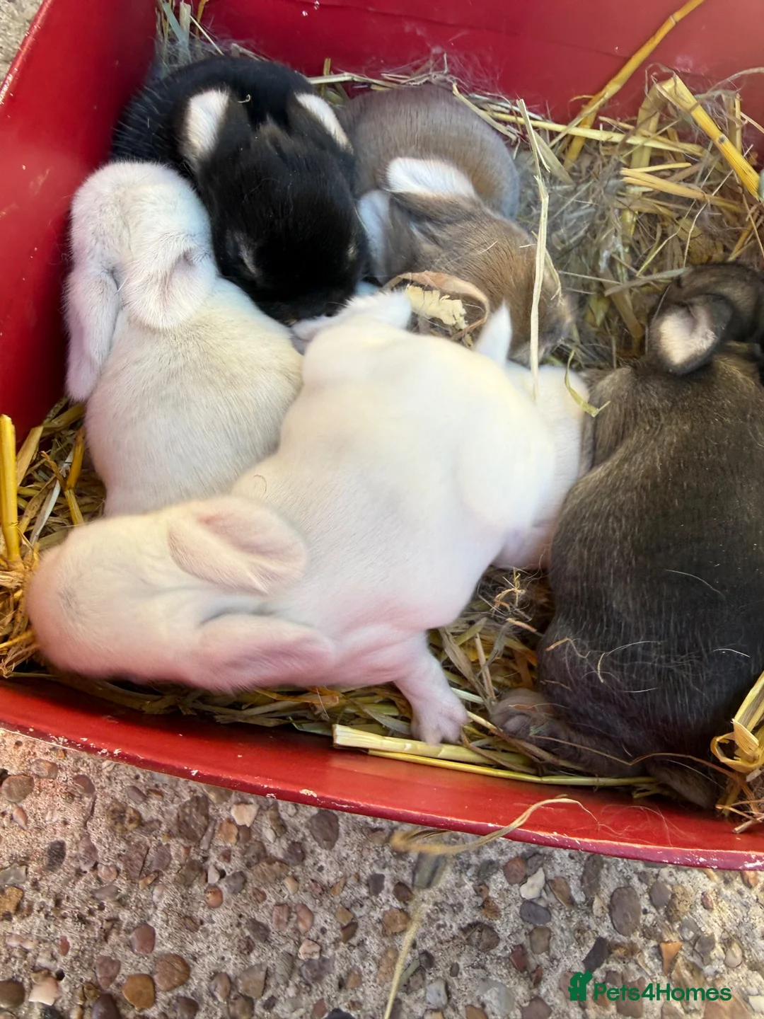 Mini Lop rabbits for sale: Exceptional Top Quality Pure Bred Mini Lops - Advert 2