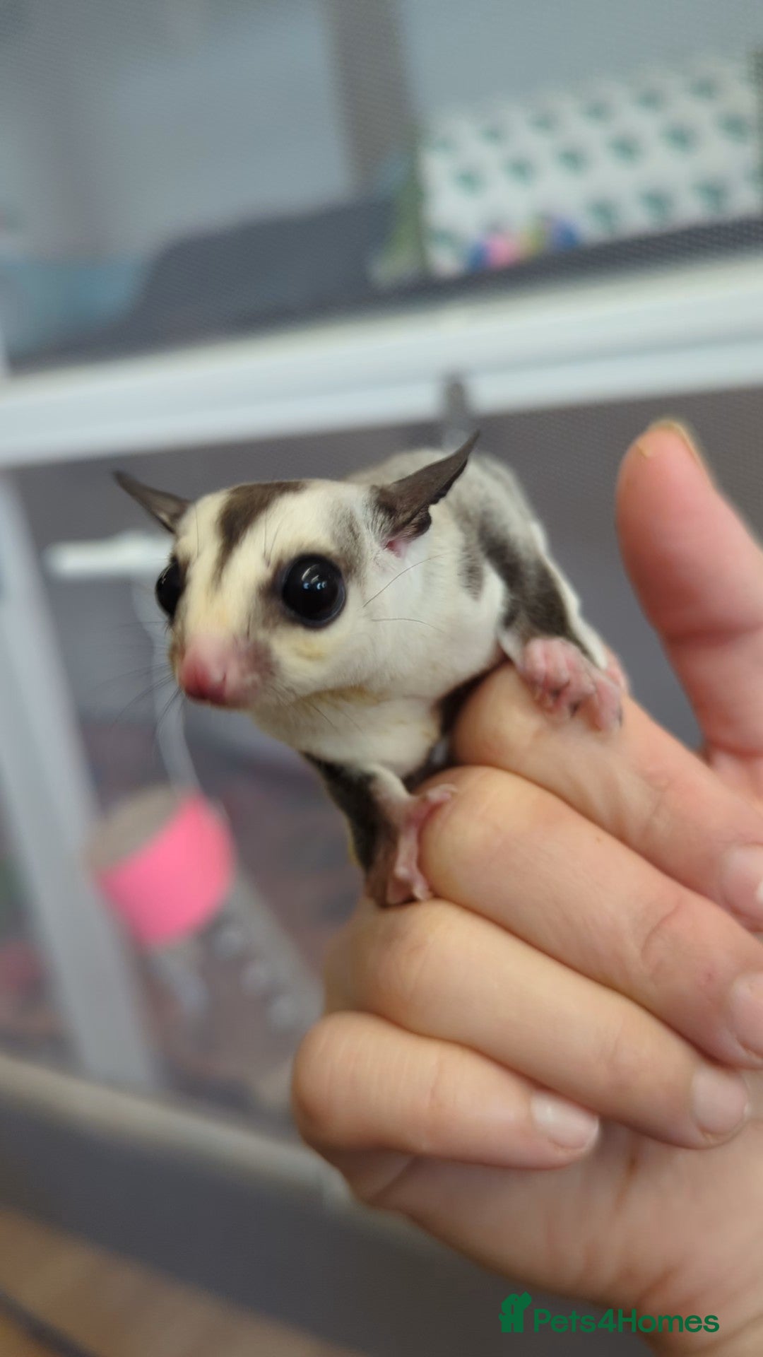 Sugar Gliders. SOLD BUT MORE AVAILABLE SOON for sale in Chesterfield |  Pets4Homes