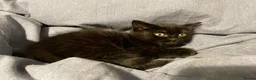 Mixed Breed cats for sale: Three chilled out goofballs - Advert 15