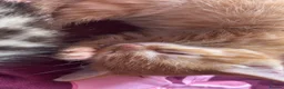 Mixed Breed cats for sale: Beautiful Female Ginger Kitten - Advert 4