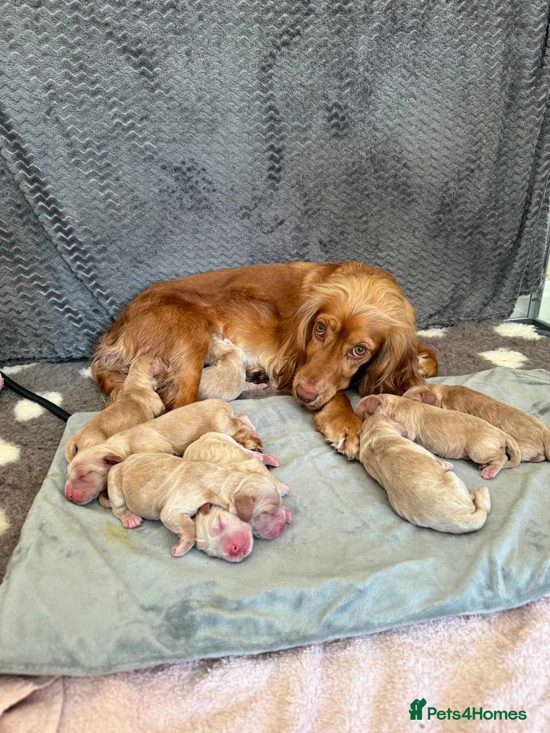 Cocker Spaniel dogs for sale: Beautiful Show Cocker Spaniel Pups  - Advert 21