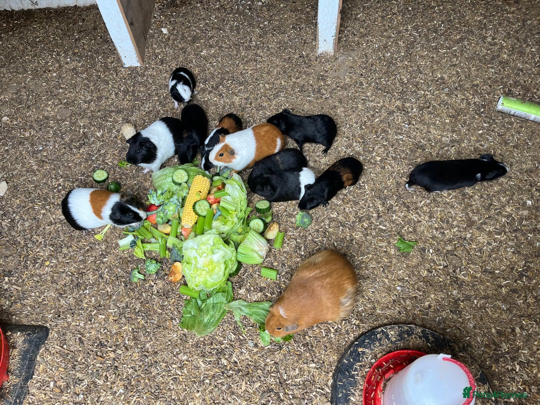 Guinea Pig rodents for sale: Beautiful Baby Guinea Pigs🐹 - Image 13