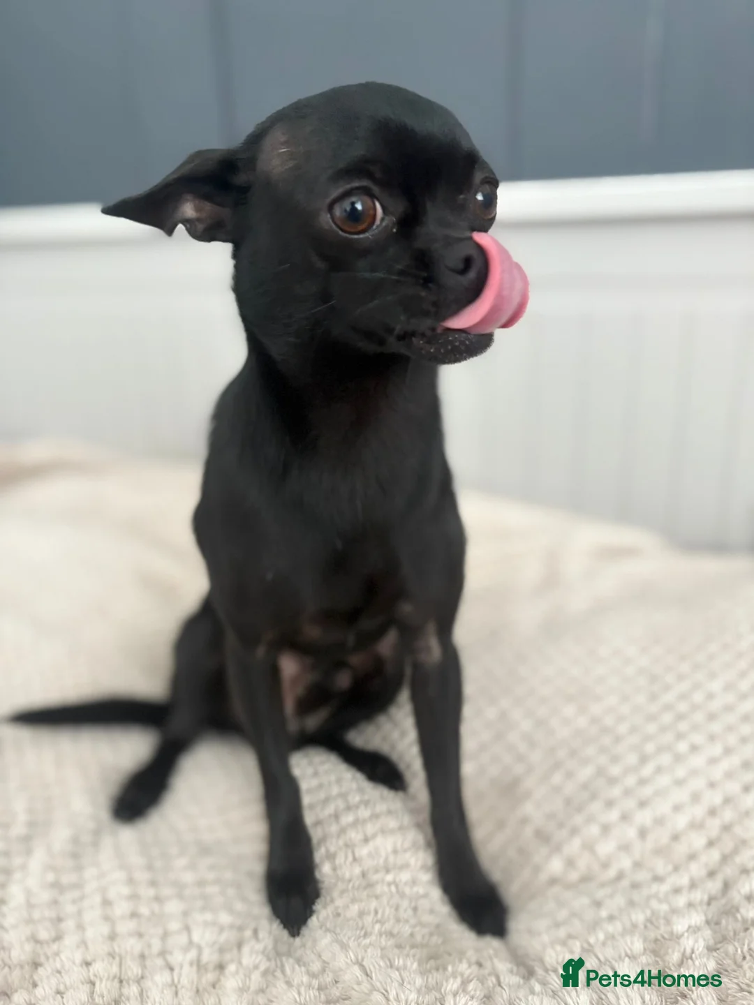 Chihuahua dogs for stud: Chihuahua for stud  - Advert 2