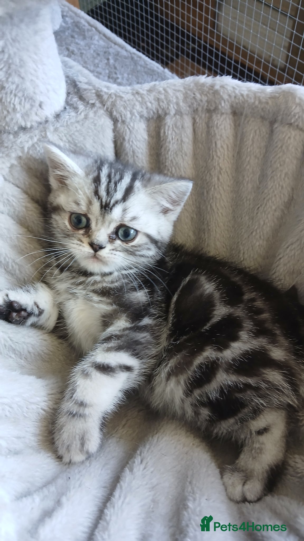British Shorthair cats Bsh. Last Silver  tabby - Girl. - Advert 13