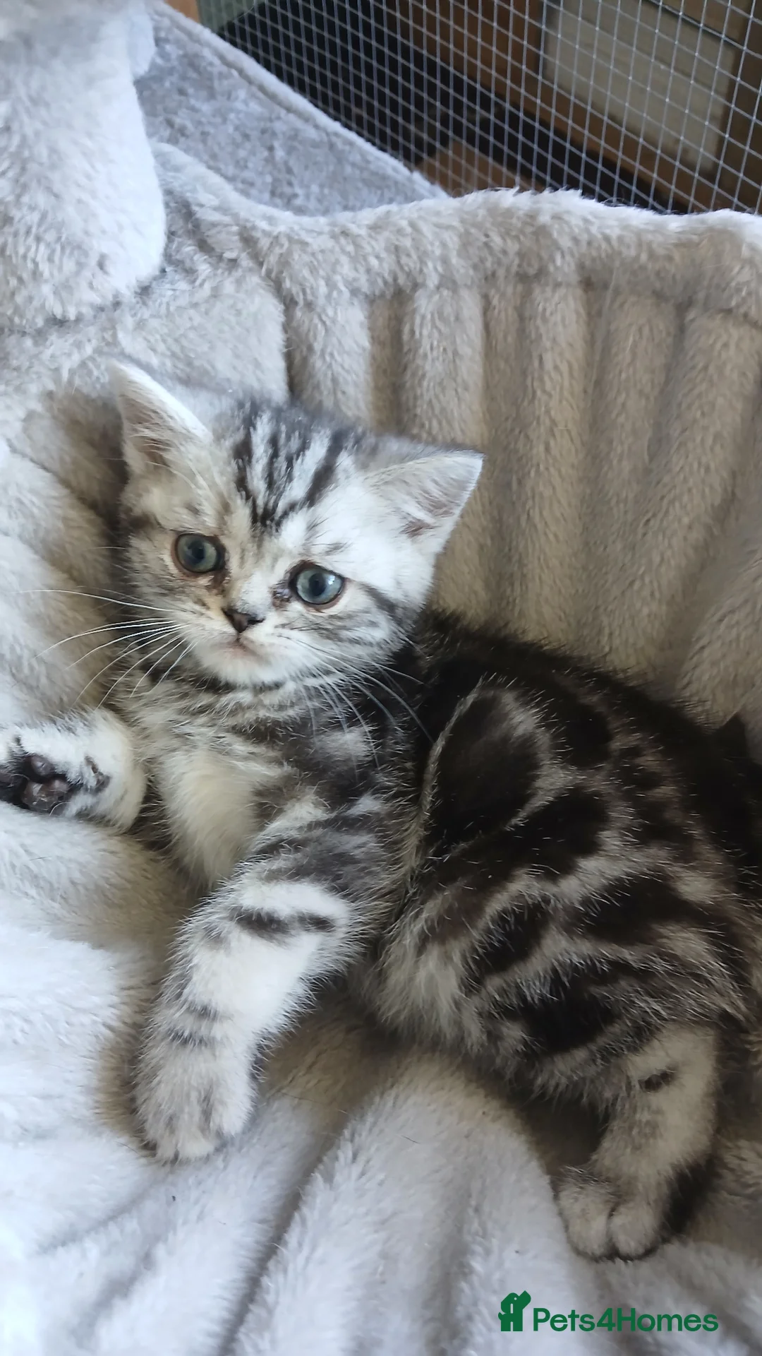 British Shorthair cats for sale: Bsh.  Silver  tabby - Girl. - Advert 1