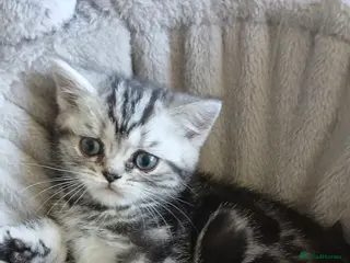 British Shorthair cats Bsh. Last Silver tabby - Girl. - Advert 13