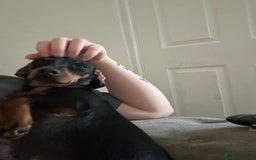 Dachshund dogs for sale: Miniature daschund and Isabella Frenchie  - Image 3