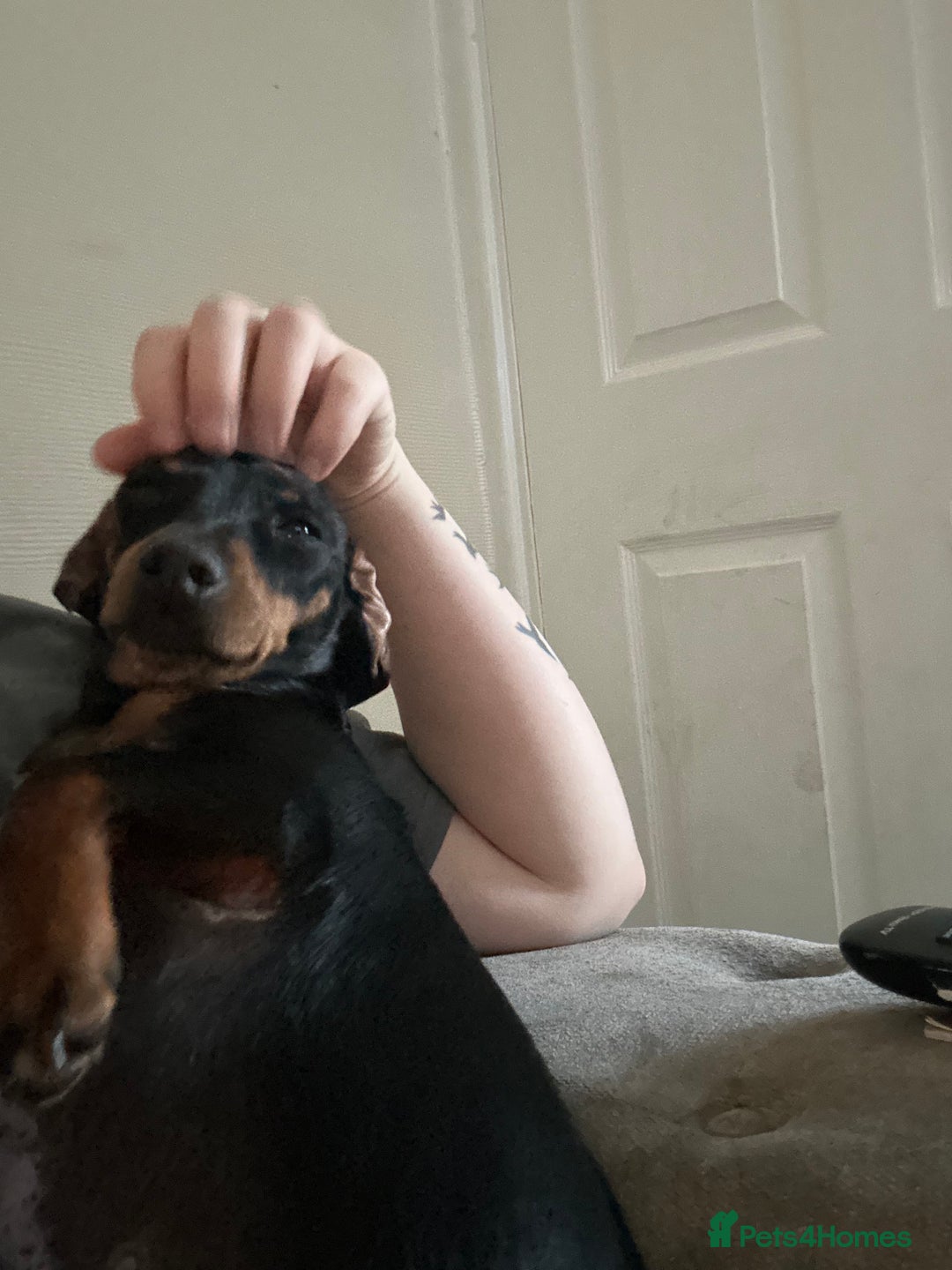 Dachshund dogs for sale: Miniature daschund and Isabella Frenchie  - Image 3