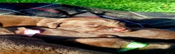 Labrador Retriever dogs for sale: Beautiful Chocolate Labrador puppies in Atherstone - Advert 5