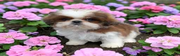 Shih Tzu dogs for sale: Beautiful Shi Tzu puppies in Birmingham - Advert 3