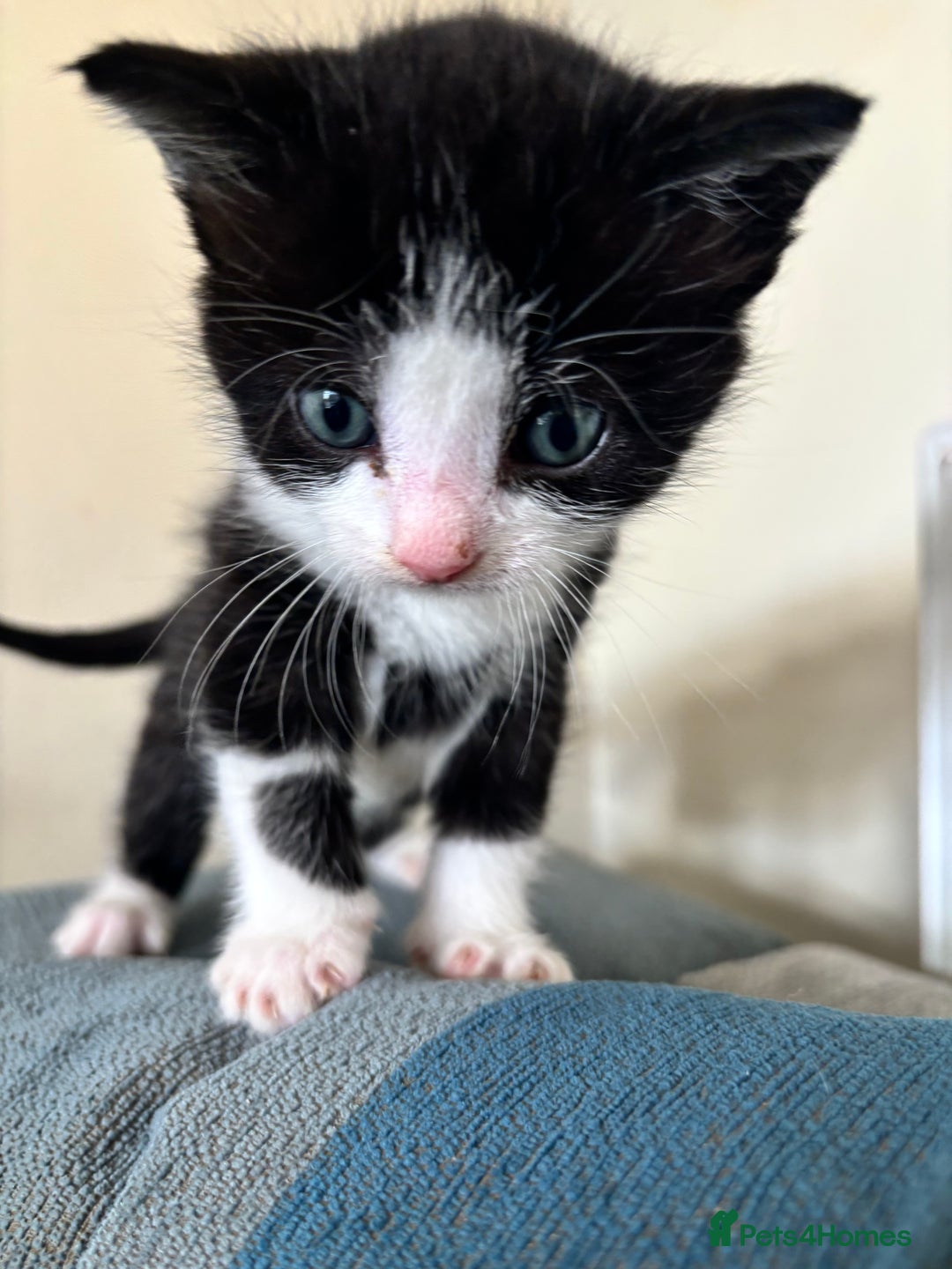 British Shorthair cats for sale: Four hand reared kittens Please read the info - Advert 5