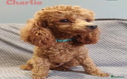 Cockapoo dogs for sale: 🧡 Only One Beautiful Girl Left – Miss Orange 🧡 - Advert 5
