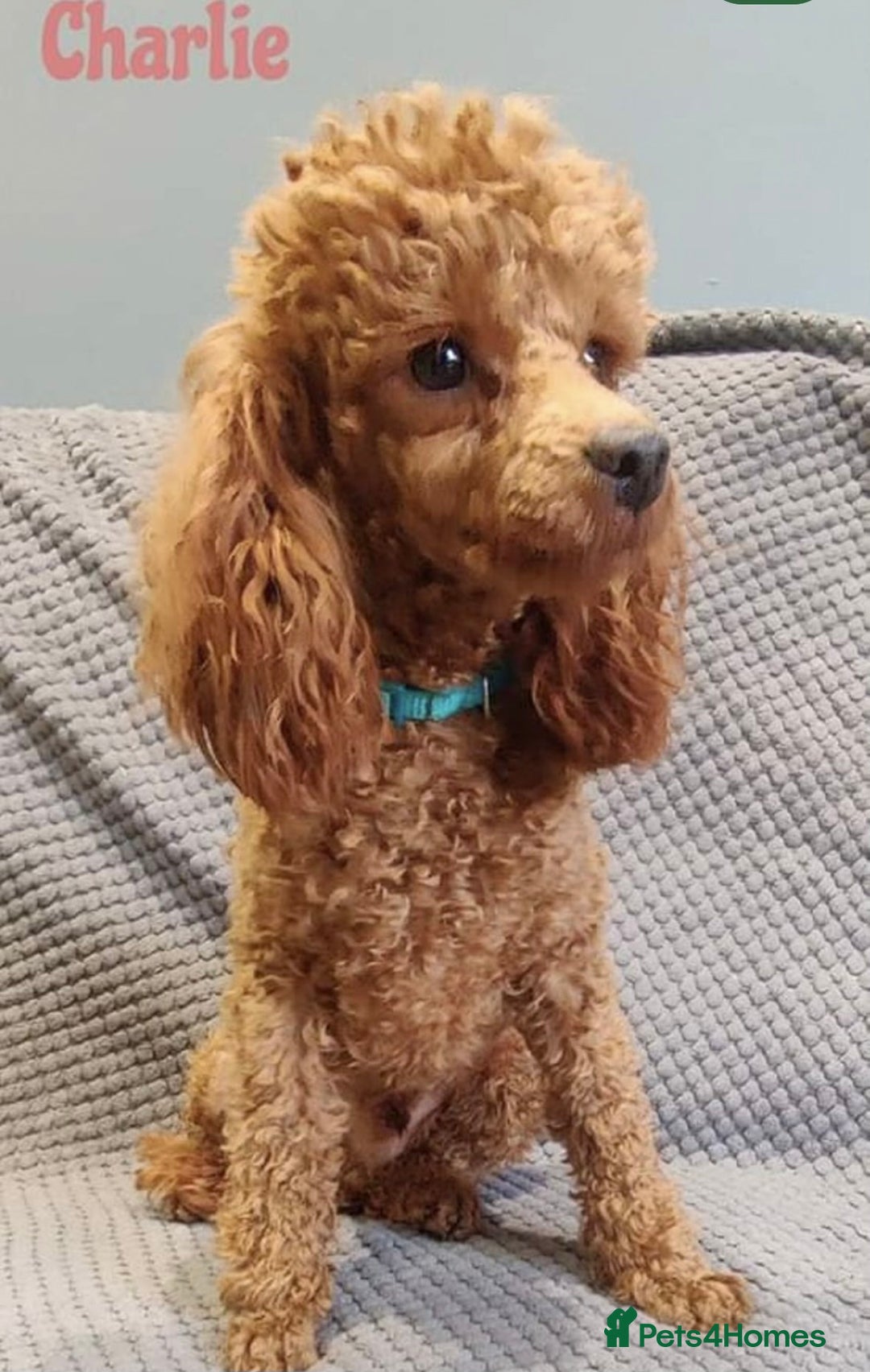 Cockapoo dogs for sale: 🧡 Only One Beautiful Girl Left – Miss Orange 🧡 - Advert 5