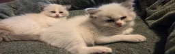 Ragdoll cats for sale: Beautiful Ragdoll Kittens only 1 left 💖 - Advert 6