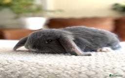 French Lop rabbits for sale: RESERVATIONS OPEN - Beautiful Baby French Lops - Image 16