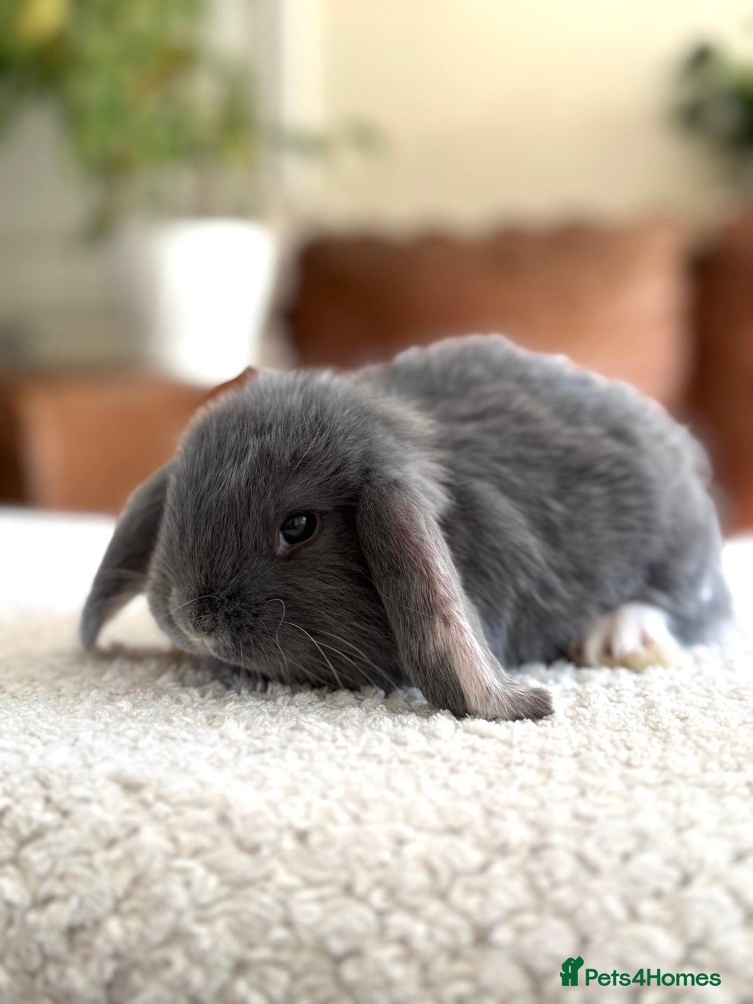French Lop rabbits for sale: RESERVATIONS OPEN - Beautiful Baby French Lops - Image 16