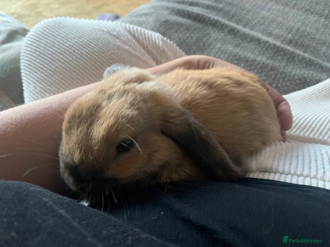 Mini Lop rabbits for sale: Two boy mini lop bunnies with cage & run  - Image 2