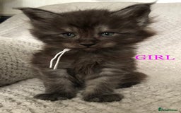 Maine Coon cats for sale: MaineCoon Kittens For Sale Black Smoke - Image 34