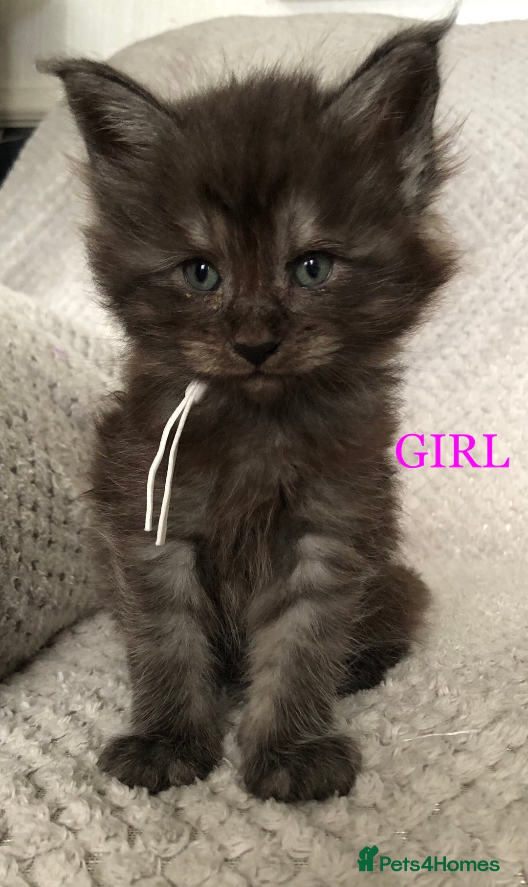 Maine Coon cats for sale: MaineCoon Kittens For Sale Black Smoke - Image 34