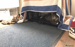 Bengal cats for sale: Three Bengal-Tabby Mix Kittens Ready for New Homes - Image 12