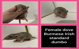 Rat rodents for sale: Adorable Dumbo Baby Rats ❤️ - Image 13