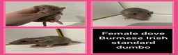 Rat rodents for sale: Adorable Dumbo Baby Rats ❤️ - Advert 13