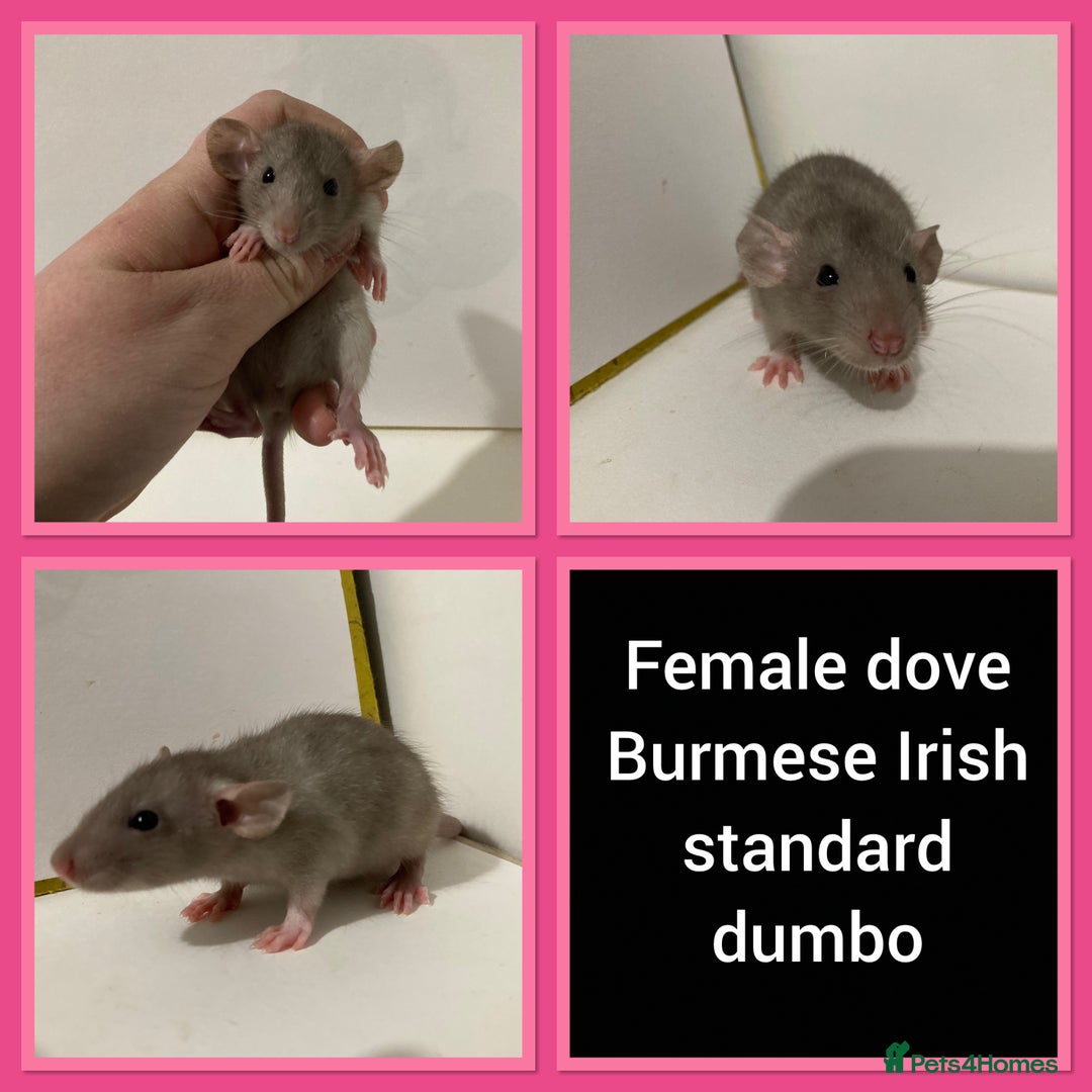 Rat rodents for sale: Adorable Dumbo Baby Rats ❤️ - Image 13