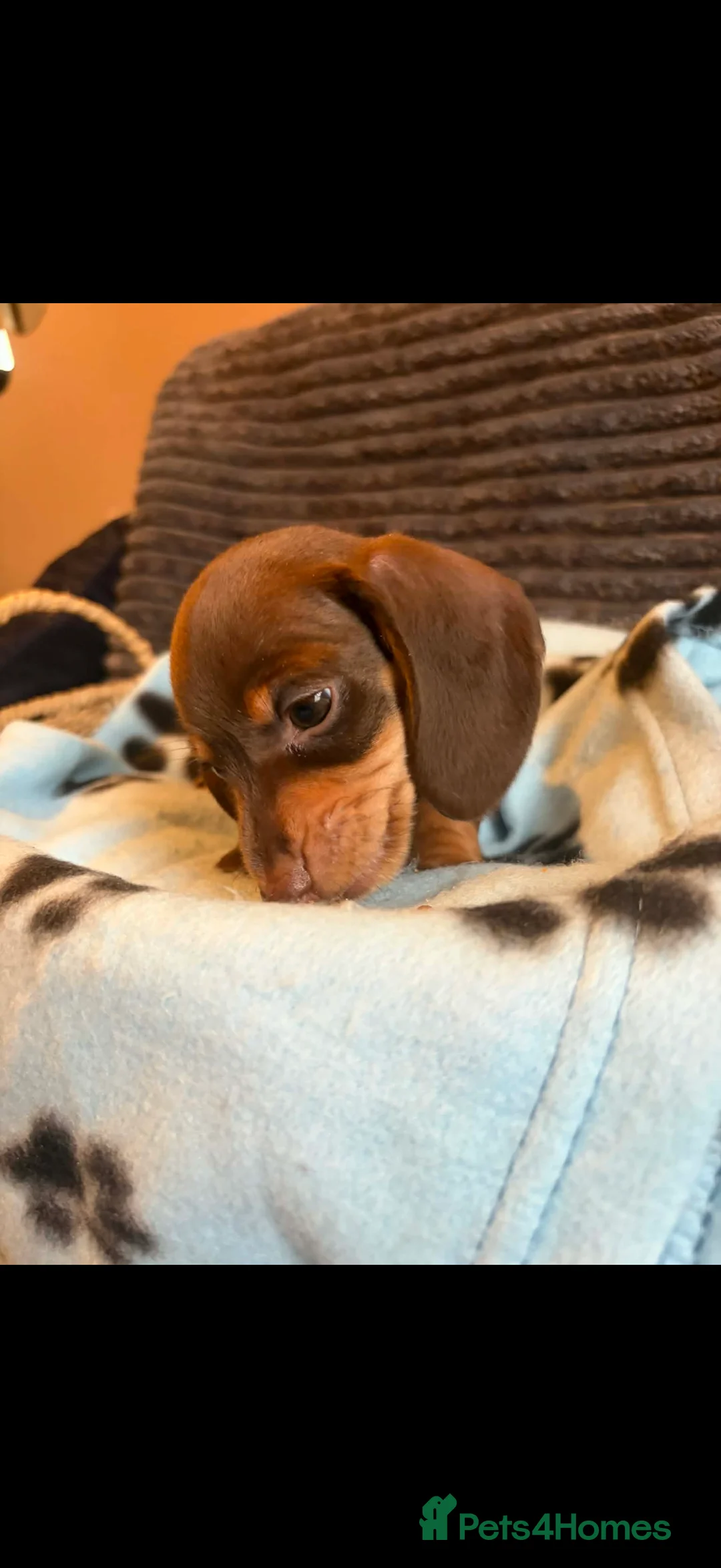 Miniature Dachshund dogs for sale: KC registered Miniature Dachshund puppies  - Advert 25