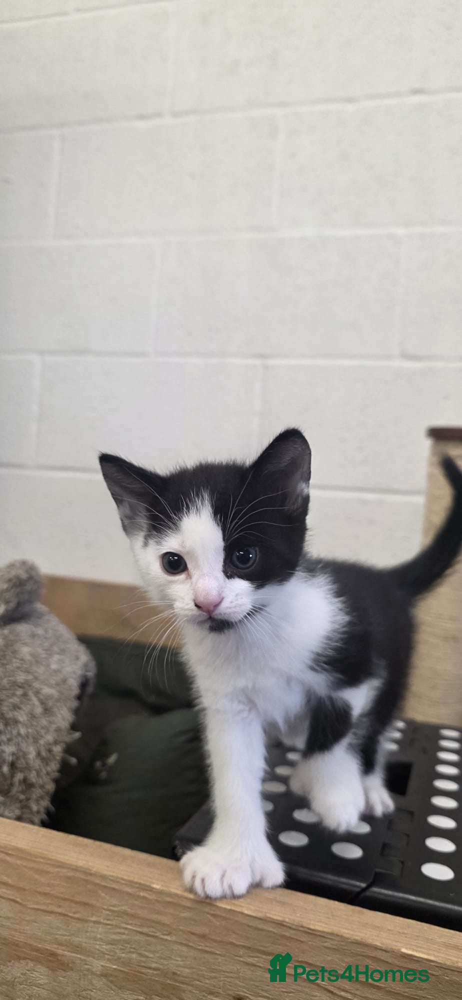 Domestic Shorthair cats for sale: 5 stunning black, ginger and white kittens - Advert 18