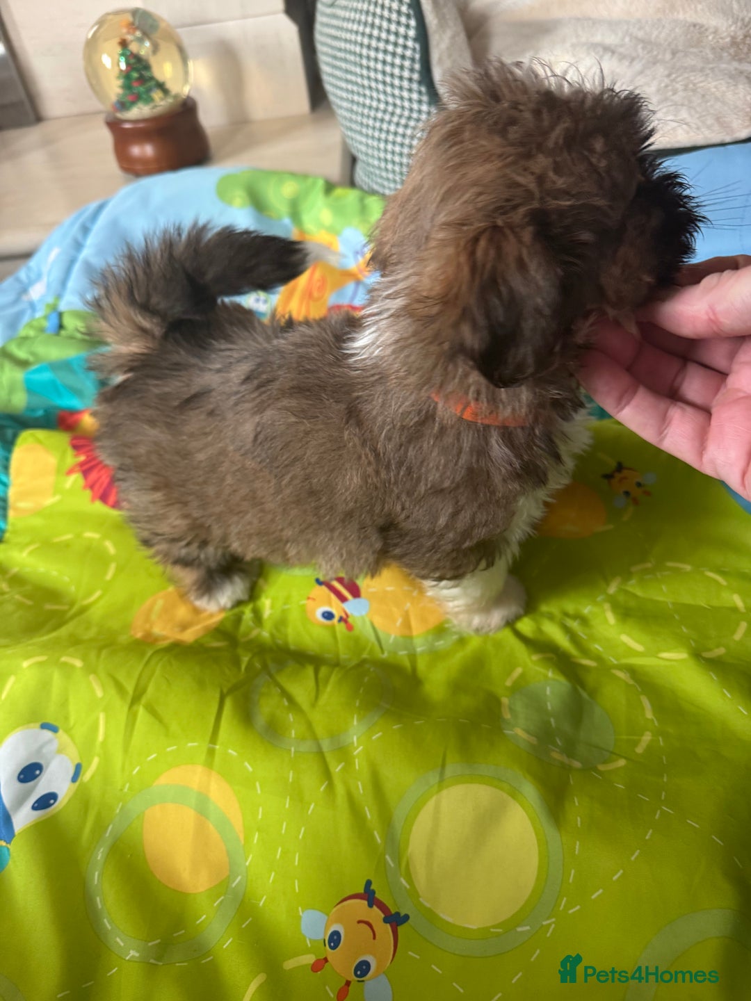 Lhasa Apso dogs for sale: KC reg female Lhasa apso puppy PRA clear  - Advert 12