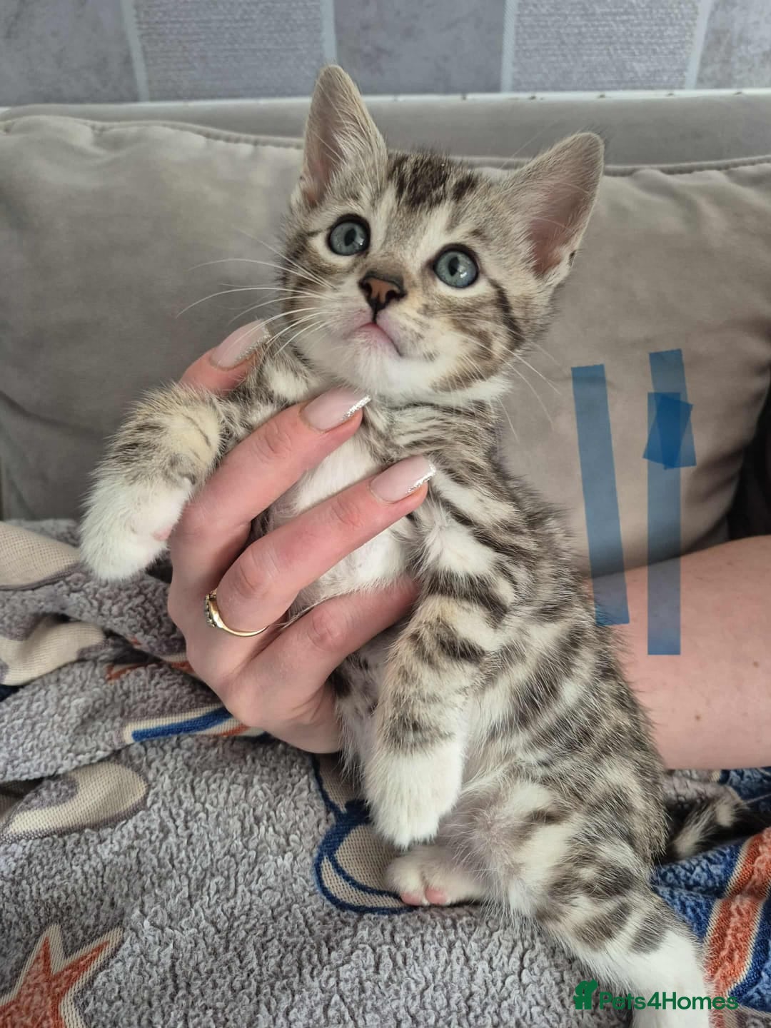 Mixed Breed cats for sale: Mixed bengal kittens  - Image 11