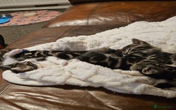 Mixed Breed cats for sale: Friendly Kittens. - Image 15