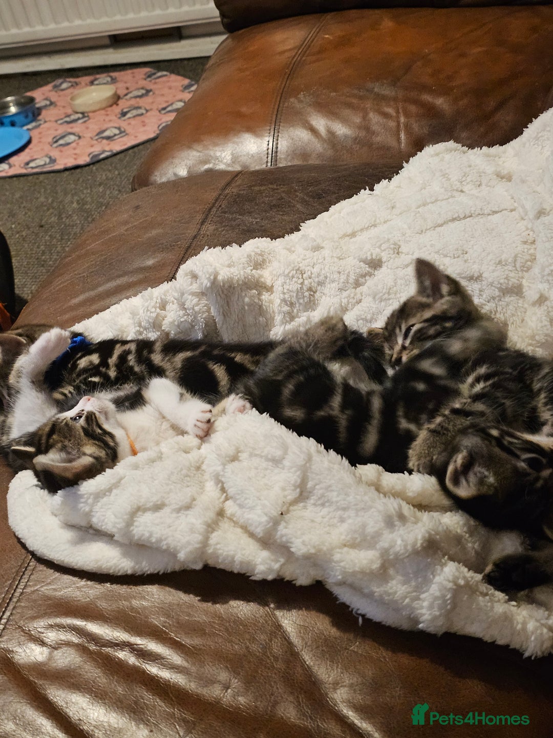 Mixed Breed cats for sale: Friendly Kittens. - Image 15