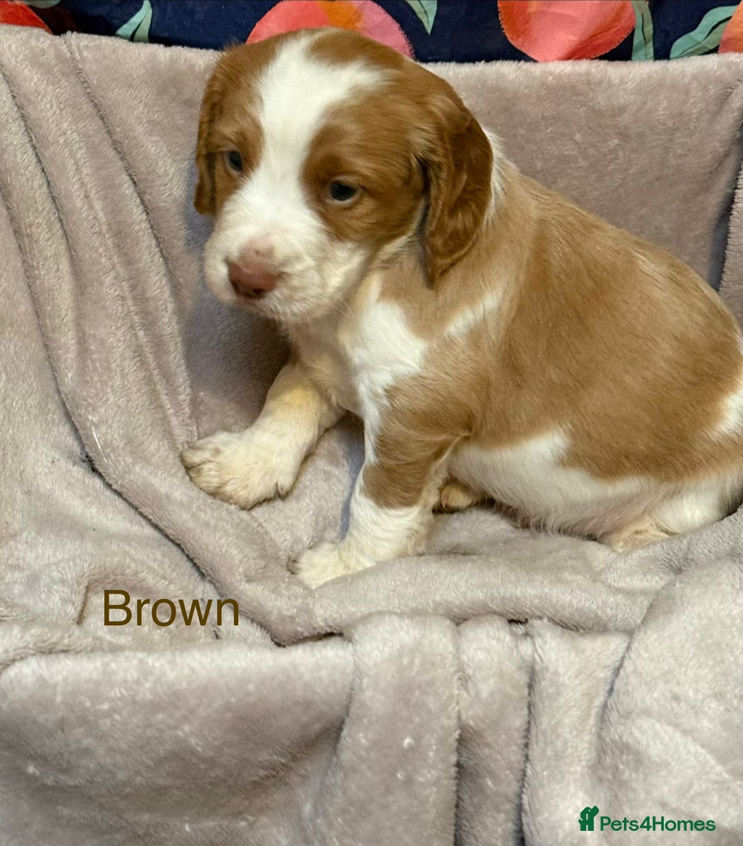 Sprocker dogs for sale: Adorable sprocker spaniel puppies - Advert 4