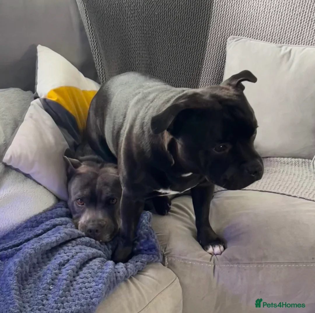 Staffordshire Bull Terrier dogs for sale: Blue & Black Staffordshire bull terrier pups - Advert 14