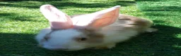 Continental Giant rabbits for sale: PURE Continental Giants - White Eared - Vaccinated - Advert 4