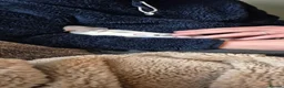 Rat rodents for sale: 2 female rats in Warminster - Advert 10