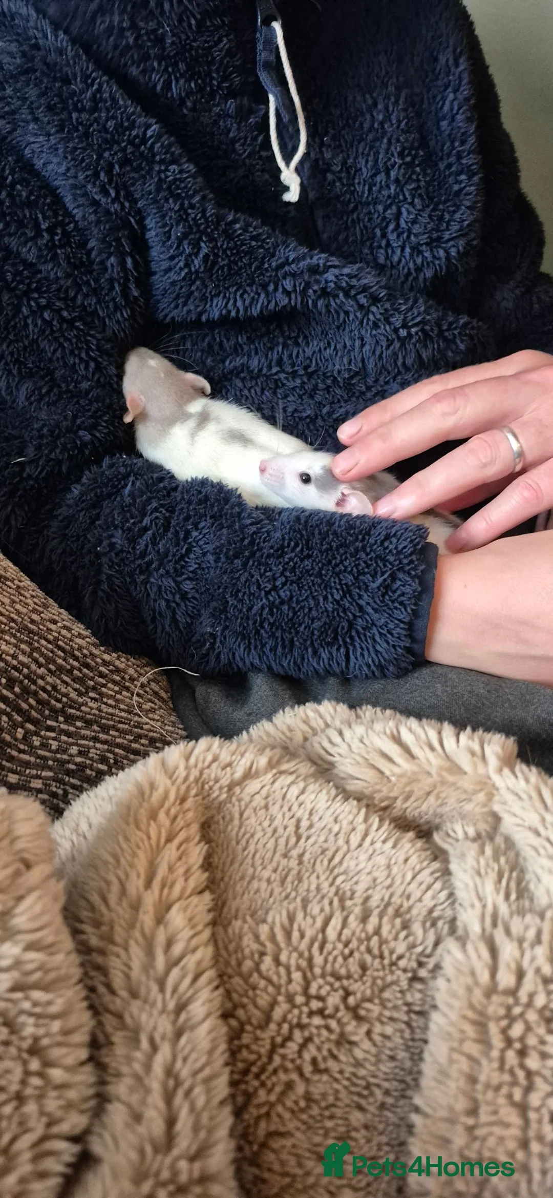 Rat rodents for sale: 2 female rats in Warminster - Advert 10