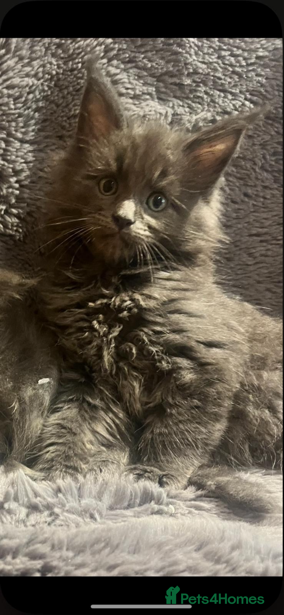 Maine Coon cats for sale: Beautiful Mainecoons blue smoke and black smoke  - Advert 13