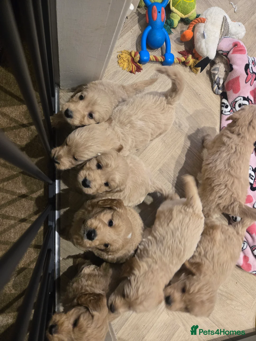 Mini Goldendoodle dogs for sale: Available from Monday  - Advert 19