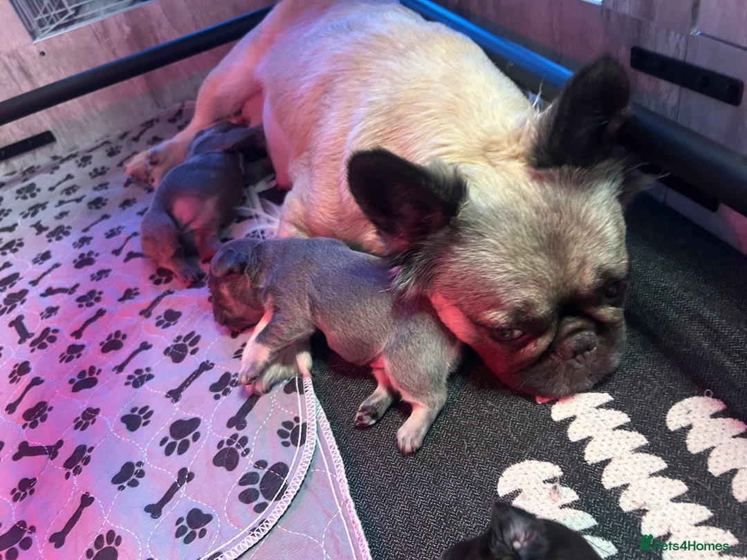 French Bulldog dogs for sale: French bulldogs , one fluffy (like his mum)  - Image 5