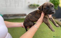 Lurcher dogs for sale: Whippet/greyhound/bull X greyhound/whippet/collieX - Image 15