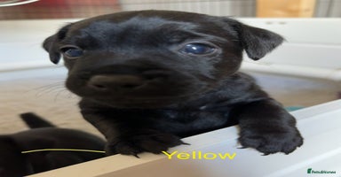Patterdale Terrier dogs - Advert 7
