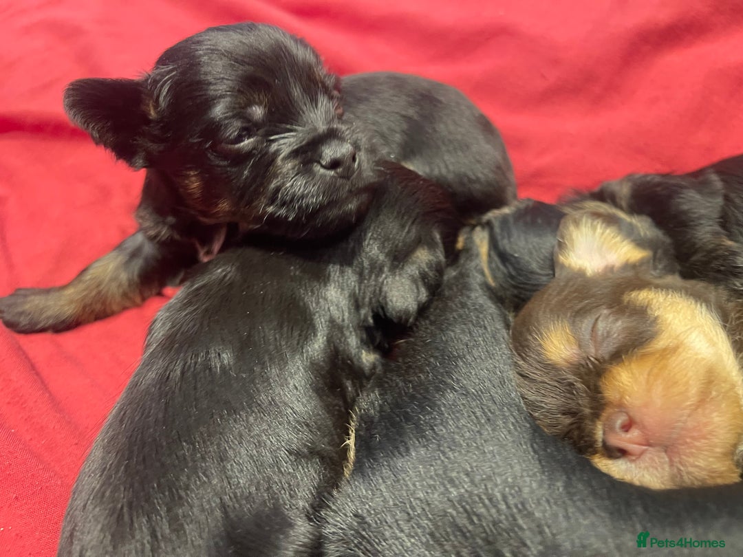 Mixed Breed dogs for sale: Jackapoo/French bulldog  - Advert 35