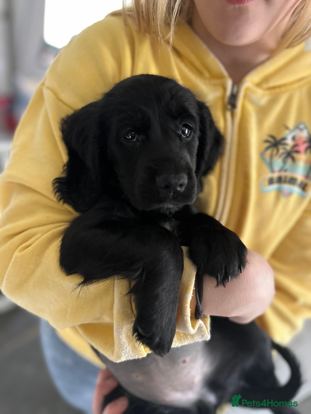Cocker Spaniel dogs for sale: Upcoming Litter: KC Working Cocker Puppies - Image 15