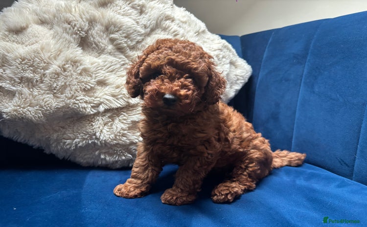 Toy Poodle dogs - Advert 3