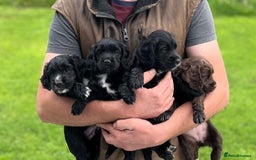 Cocker Spaniel dogs for sale: Working Cocker spaniel pups - Image 1