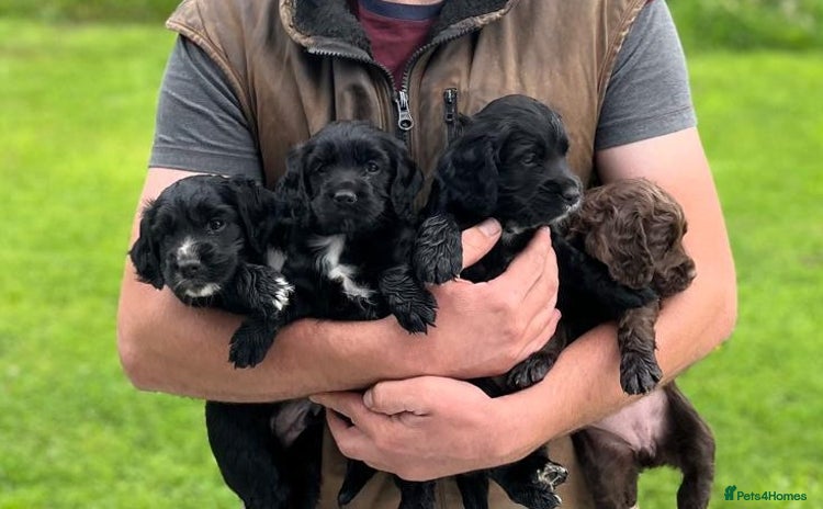 Cocker Spaniel dogs - Advert 2