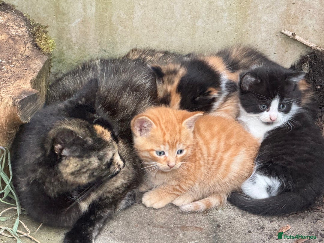 Mixed Breed cats for sale: Stunning Gingerbread male kitten - Image 2