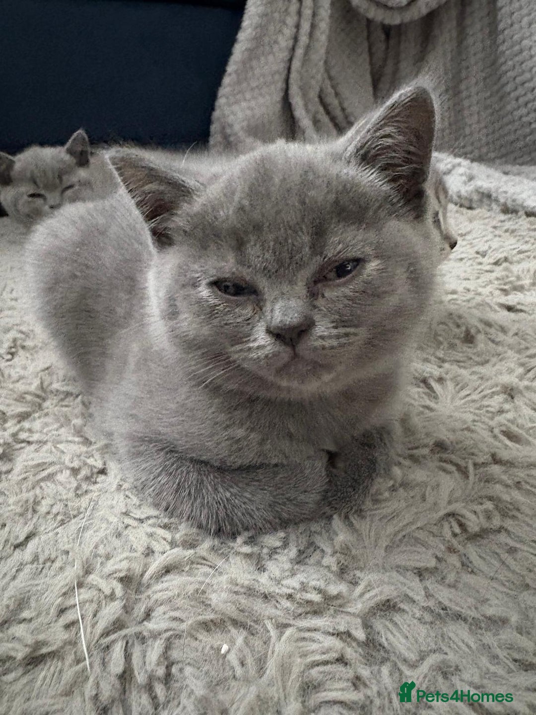 British Shorthair cats for sale: BSH Kittens From Champion Blood Line 🏆🐱 - Image 10
